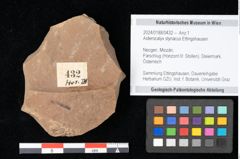 Foto (Objekt + Etikett) von Antholithes stiriacus Kovar-Eder et Z.Kvacek sp.nov. (NHMW-GEO-2024-0188-0432)